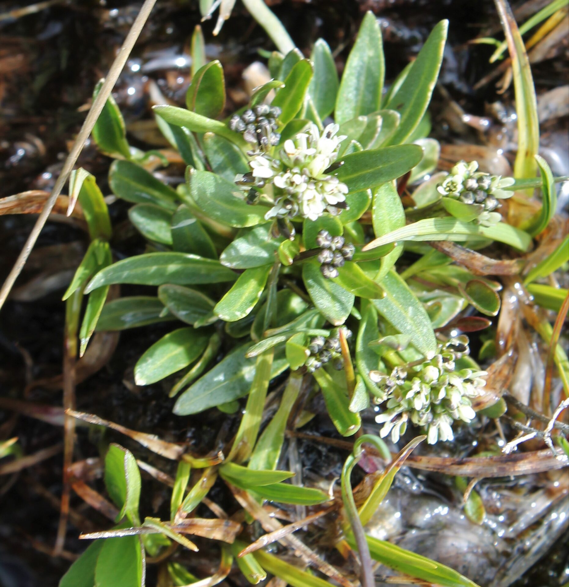 Eutrema penlandii