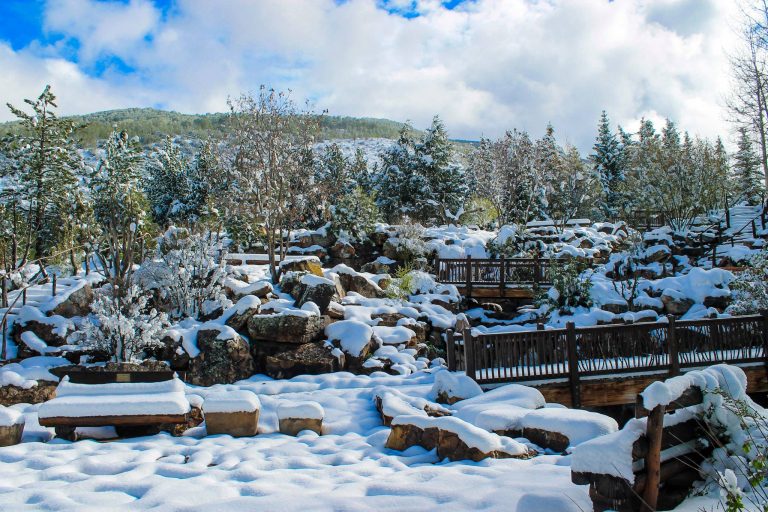 Betty Ford Alpine Gardens in the snow