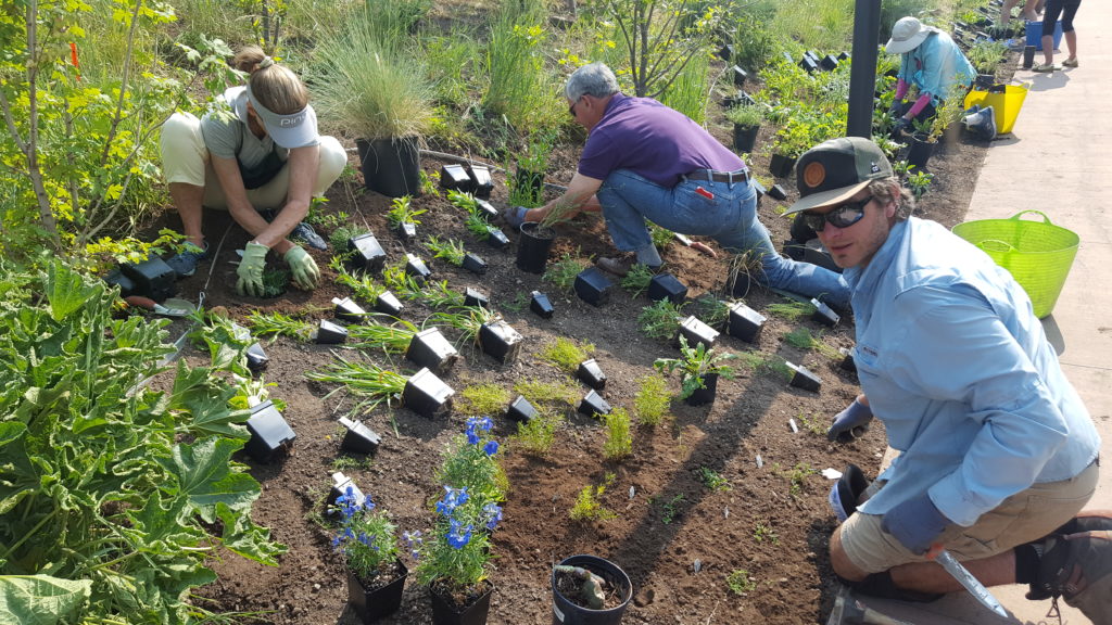 Volunteers planting in the Betty Ford Alpine Gardens