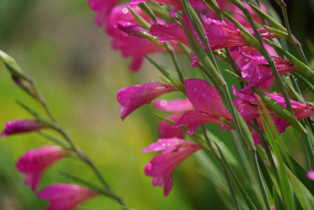 Dark pink flowers on stems at Betty Ford Alpine Gardens