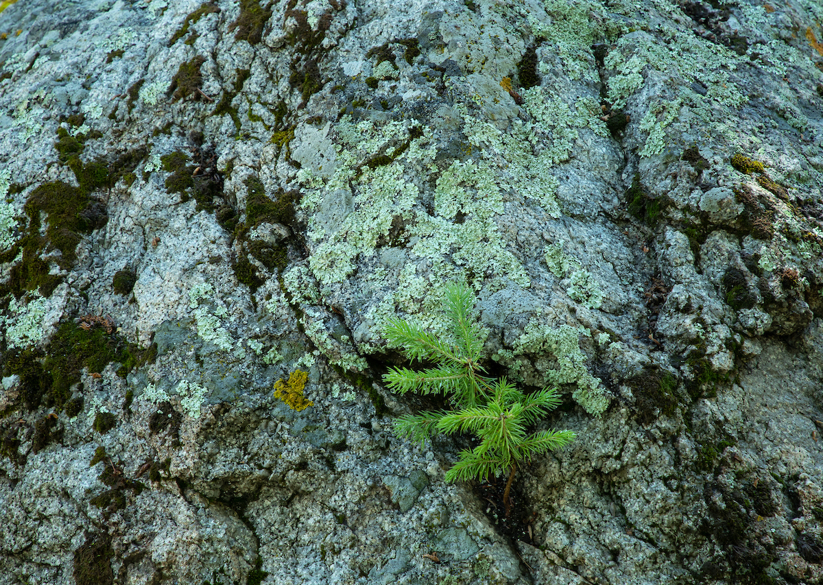 Evergreen in a mossy rock crag - Betty Ford Alpine Gardens