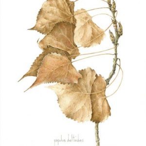 Lost in the woods illustration - Betty Ford Alpine Gardens