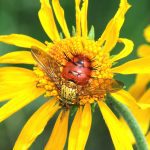 Adajeania Vexatrix Fly Pollinating Yellow Flower - Betty Ford Alpine Gardens