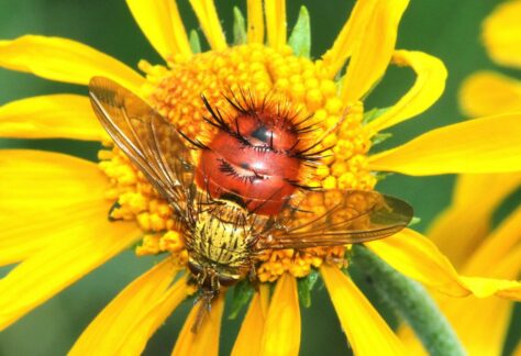 Adajeania Vexatrix Fly Pollinating Yellow Flower - Betty Ford Alpine Gardens | NAGB Alpine Strategy