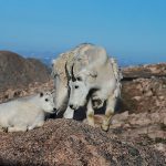 Mountain Goats on Mount Evans - Betty Ford Alpine Gardens