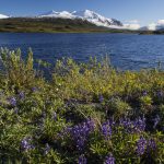 Delta River in Alaska - Betty Ford Alpine Gardens | NAGB Alpine Strategy