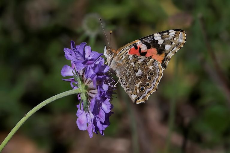 Painted Lady Butterfly - Betty Ford Alpine Garden