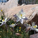 Columbine against rocks - Betty Ford Alpine Gardens