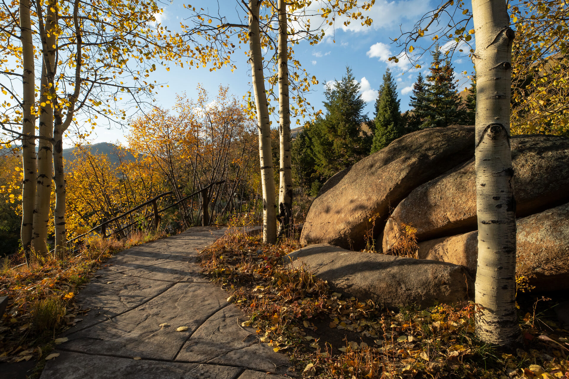 Early fall in the aspen woodland at Betty Ford Alpine Gardens