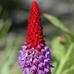 Red and purple bloom - Betty Ford Alpine Gardens