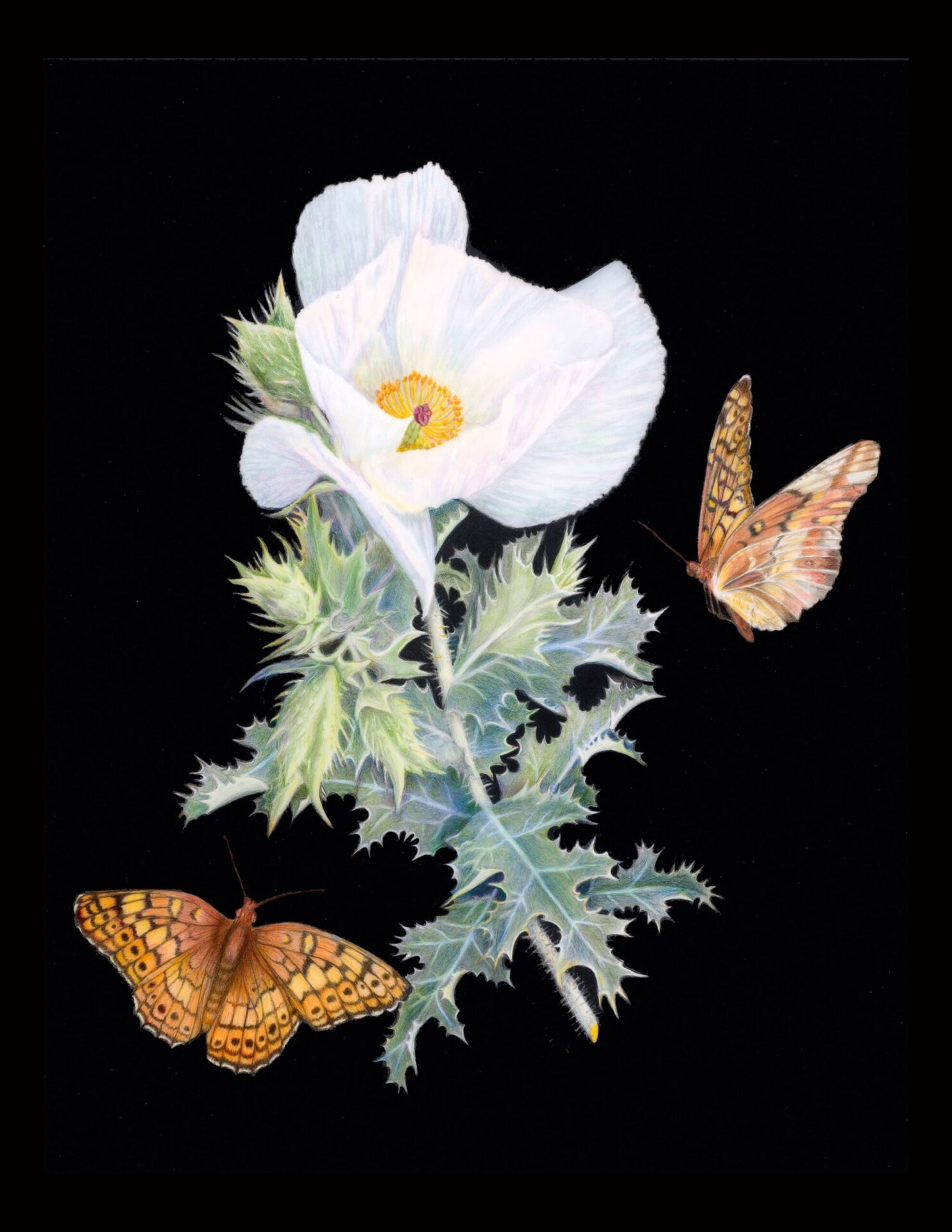 Prickly Poppy Illustration - Betty Ford Alpine Gardens