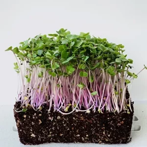 Red Russian Kale Microgreens - Betty Ford Alpine Gardens