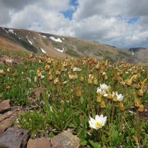 Alpines of Colorado - Betty Ford Alpine Gardens