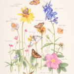 Illustration of Flowers - Betty Ford Alpine Gardens