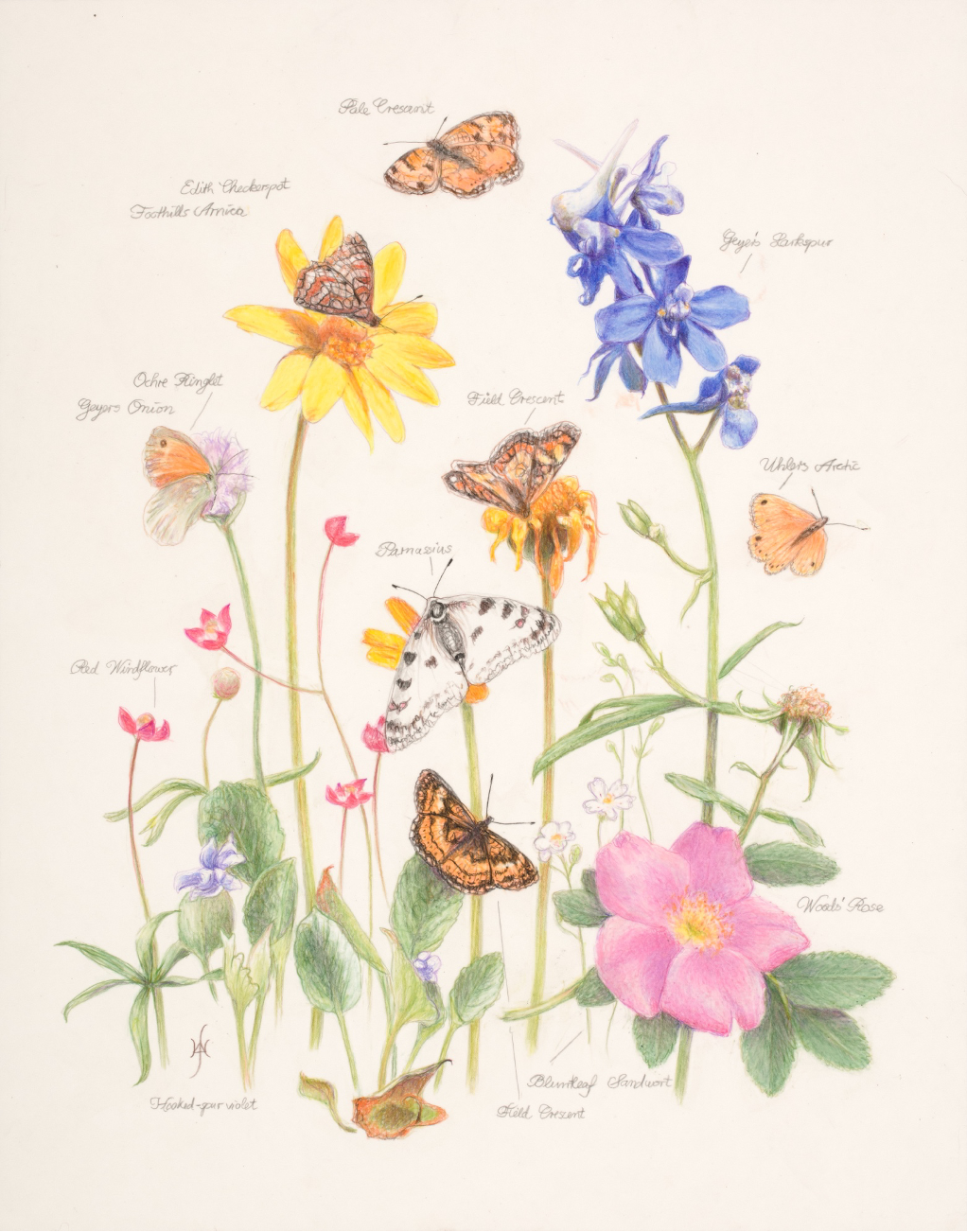 Illustration of Flowers - Betty Ford Alpine Gardens