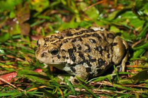Boreal Toad (Anaxyrus Boreas Boreas) - Betty Ford Alpine Gardens
