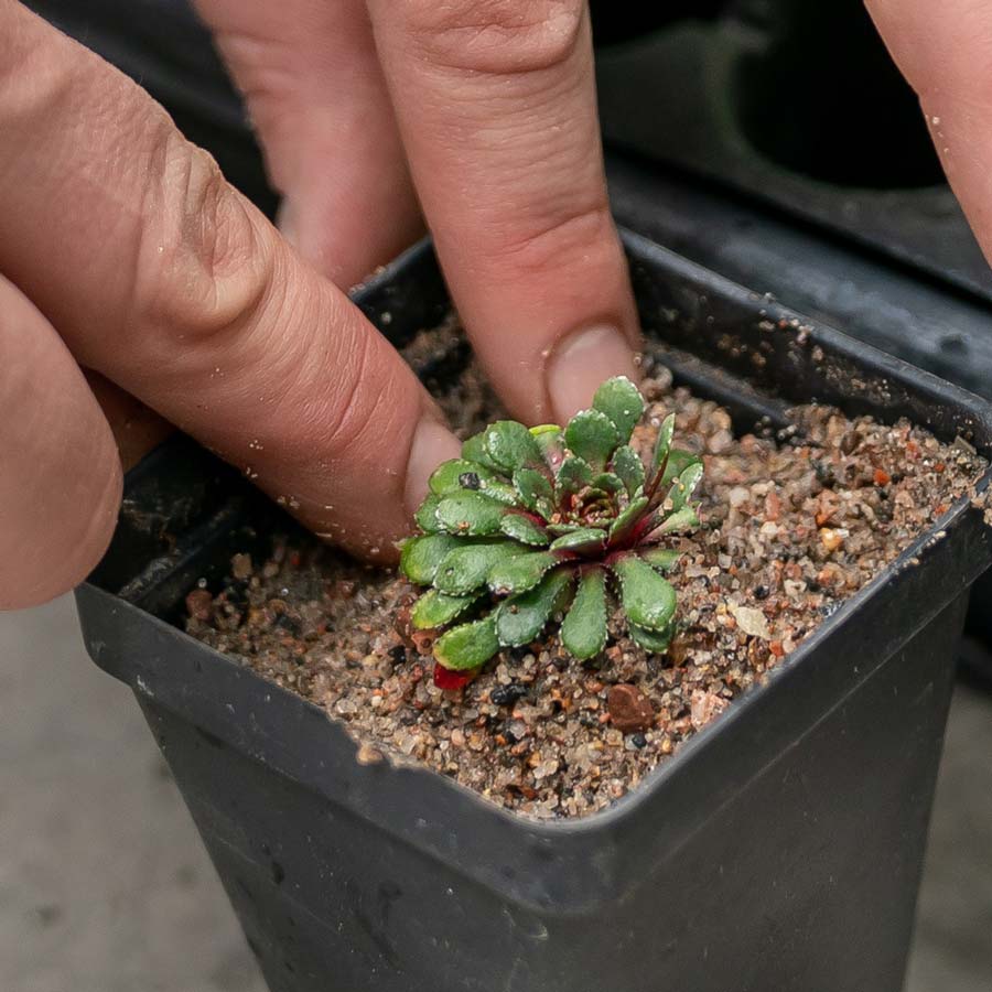 Planting Succulents at Betty Ford Alpine Gardens