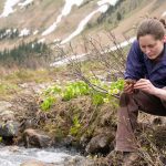 Conservation in the Field - Betty Ford Alpine Gardens