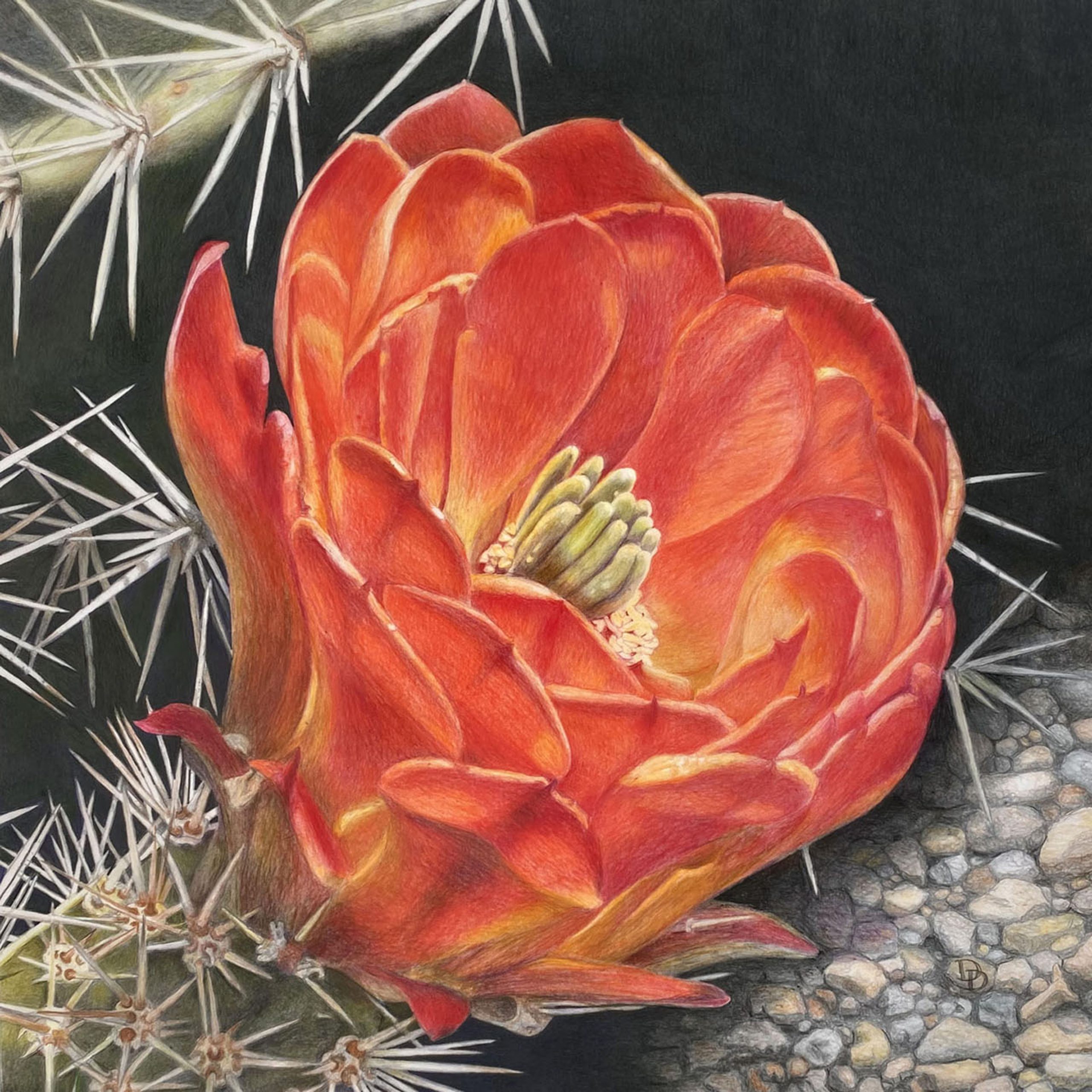 Orange Claret Cactus Flower - Betty Ford Alpine Gardens