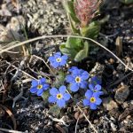 A small blue flower with a yellow center - Betty Ford Alpine Gardens