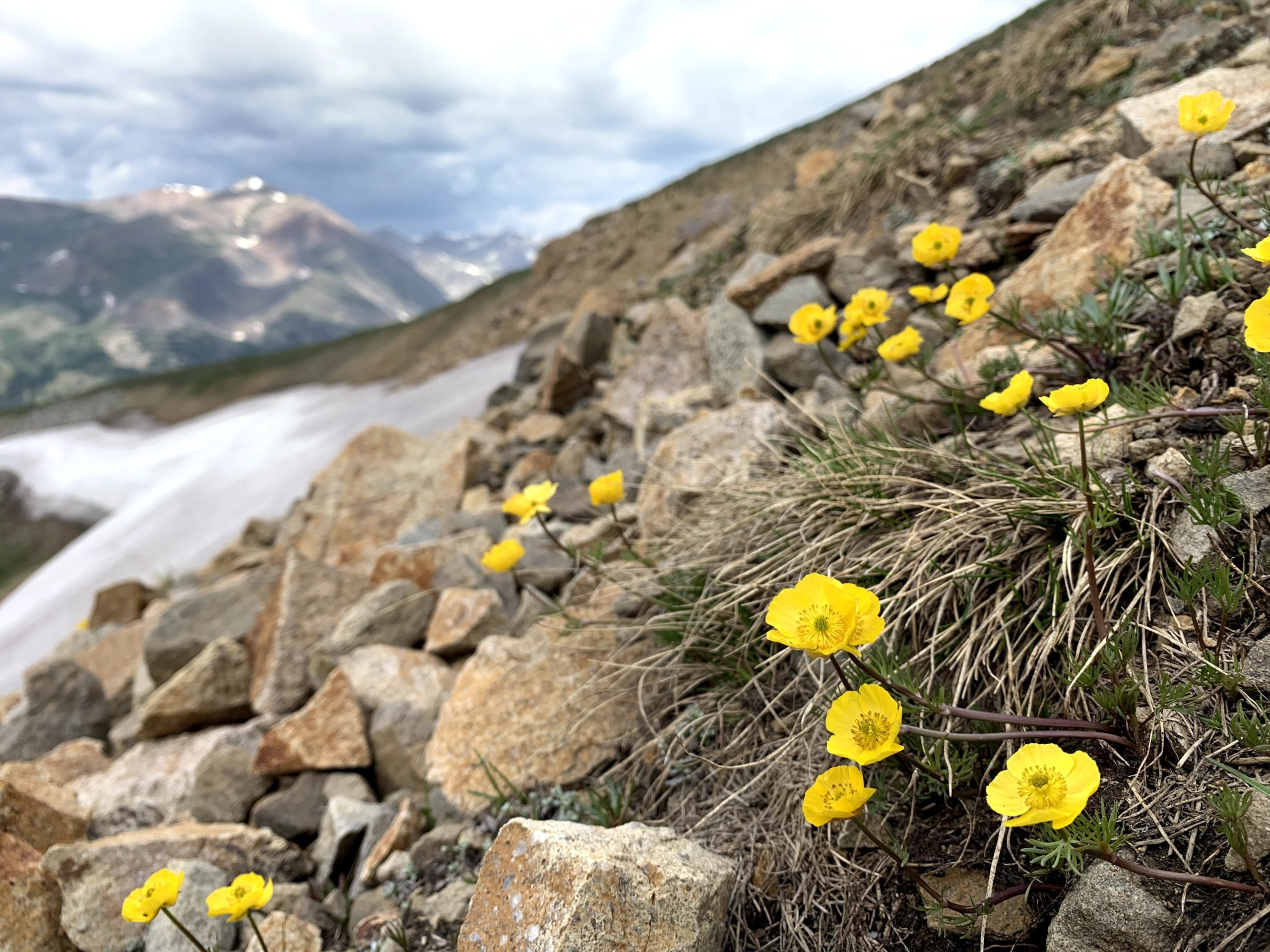 Yellow flowers at altitude with snow - Betty Ford Alpine Gardens