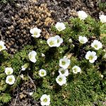 White flowers in bloom - Betty Ford Alpine Gardens