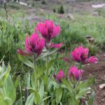 Pink flowers against an alpine backdrop.