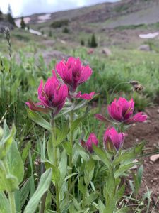Pink flowers against an alpine backdrop.