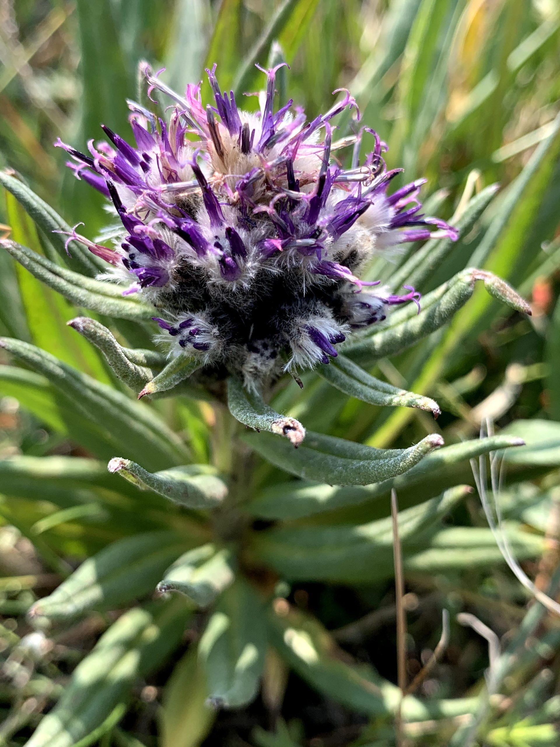 Weber's Saw-Wort (Saussurea weberi), a fuzzy. purple flower.