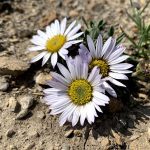 Rothrock's Easter Daisy (Townsendia rothrockii), a small white flower with a yellow center - Betty Ford Alpine Gardens
