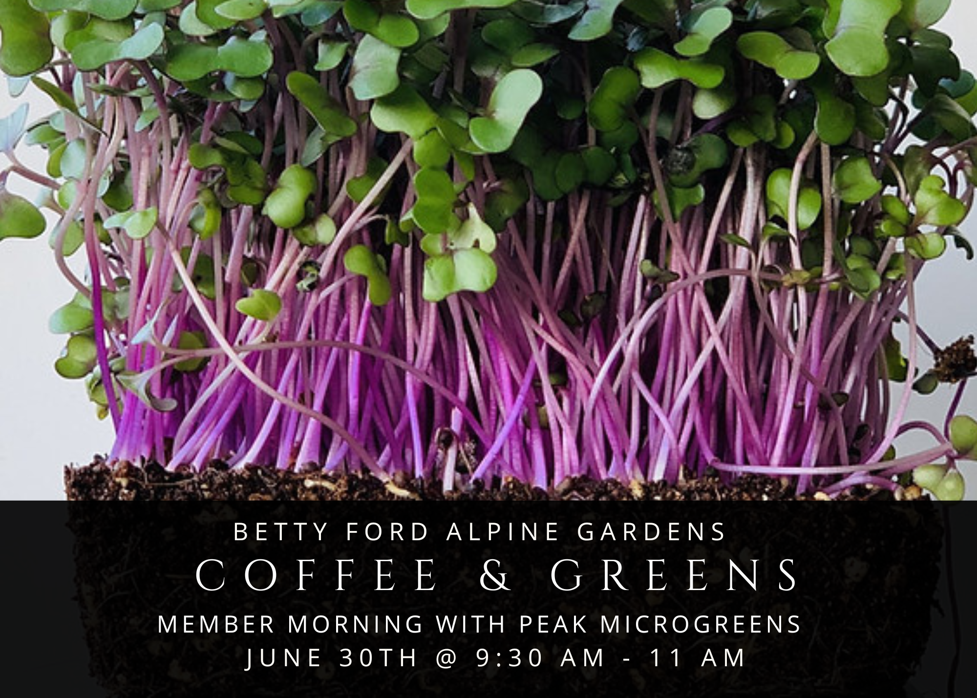 Coffee & Greens in the Betty Ford Alpine Gardens
