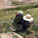 A botanist takes a picture of a plant with her phone for iNaturalist - Betty Ford Alpine Gardens