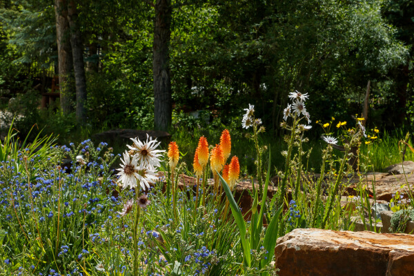 Flowers in Bloom - Betty Ford Alpine Gardens