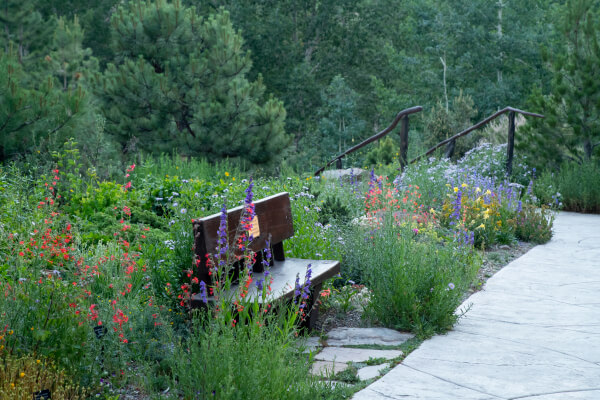 Summer flowers near a bench - Betty Ford Alpine Gardens