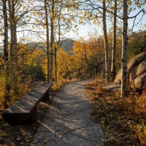 Yellow aspens in fall on the trail - Betty Ford Alpine Gardens