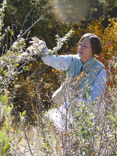 BLM Botanist Carol Dawson, identifying plant families
