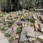 Crevice gardens in bloom - Betty Ford Alpine Gardens