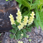 Betty Ford Alpine Gardens - July Bloomer: Alpine Alumroot