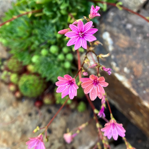 Betty Ford Alpine Gardens - July Bloomer: Lewis