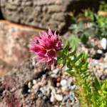 Betty Ford Alpine Gardens - July Bloomer: Redwood Stonecrop