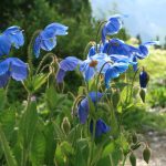 Meconopsis x sheldonii, Schachen - Betty Ford Alpine Gardens