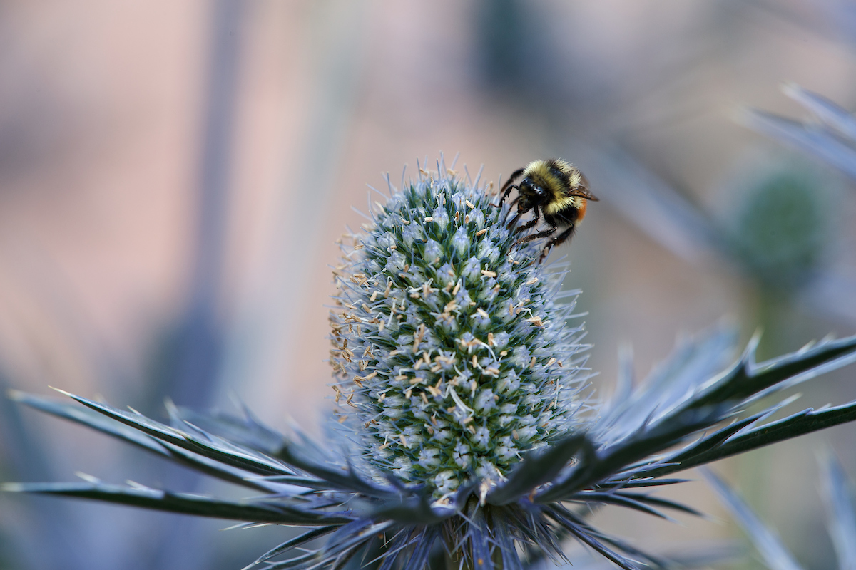 Bee on Thistle - Betty Ford Alpine Gardens