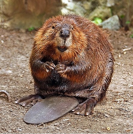 American Beaver (source: Wikipedia) - Betty Ford Alpine Gardens