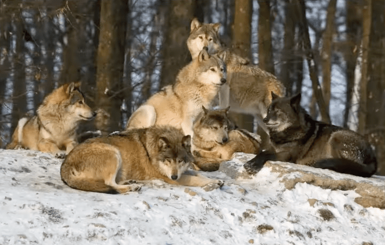 Gray Wolves Pack - Betty Ford Alpine Gardens
