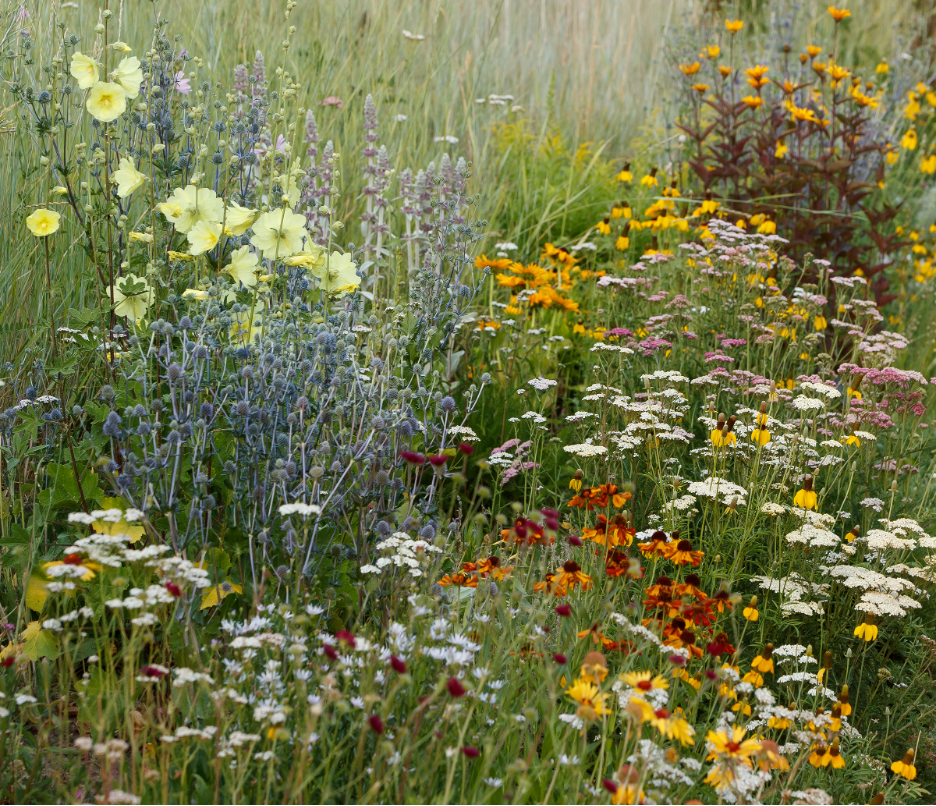 Betty Ford Alpine Gardens: Pollinator-friendly Perennials
