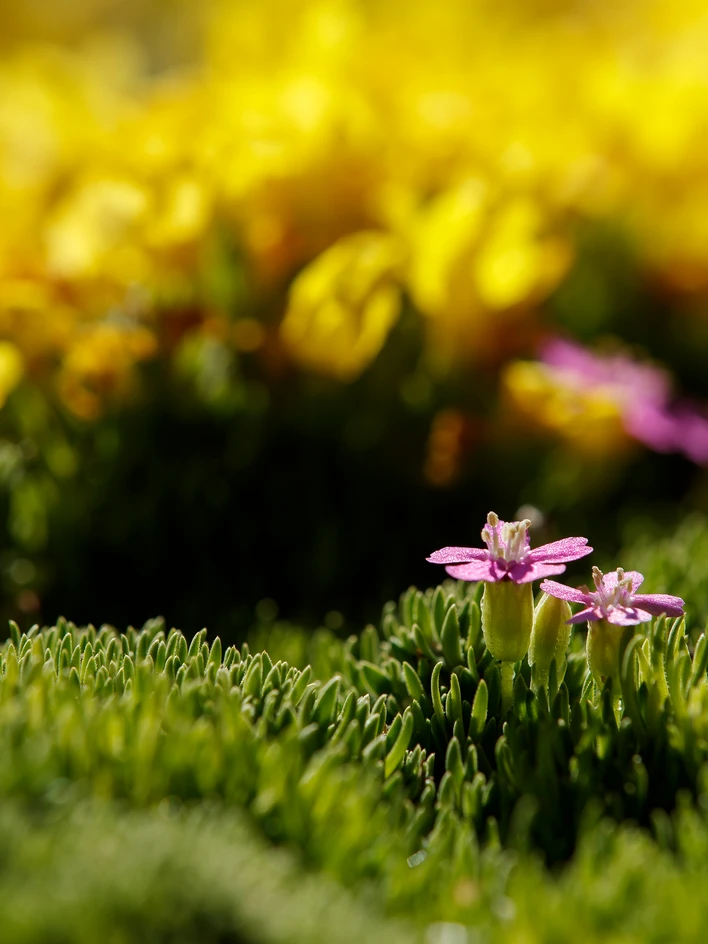 Groundcover Flowers in the Betty Ford Alpine Gardens