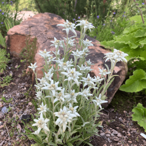 Betty Ford Alpine Gardens August Bloom: Edelweiss