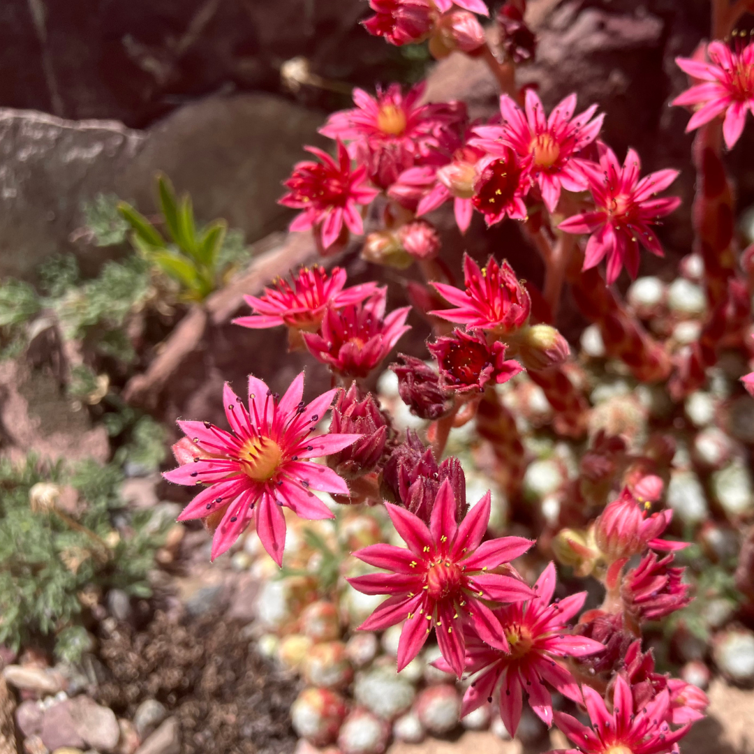Betty Ford Alpine Gardens August Bloom: Hens and Chicks