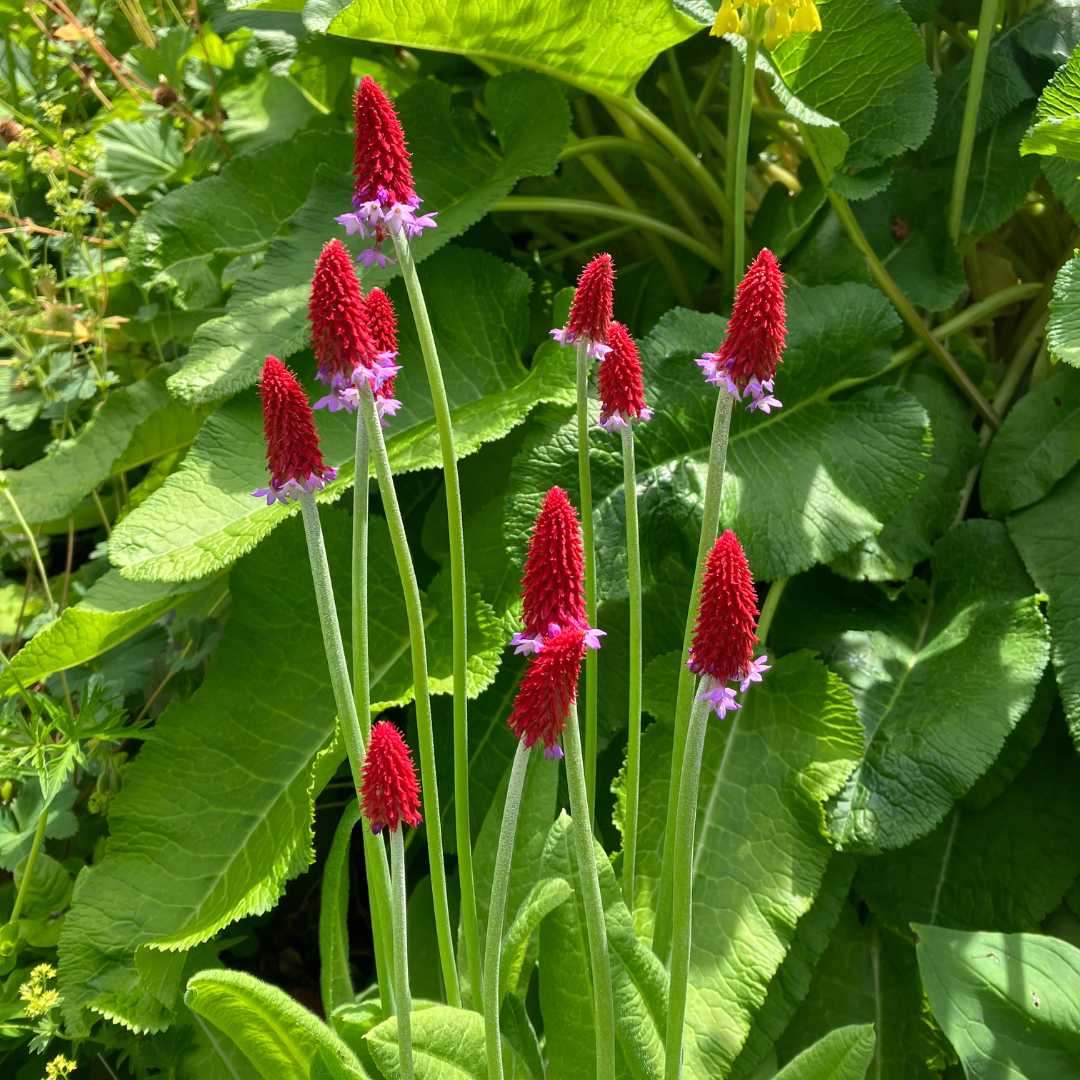 Betty Ford Alpine Gardens August Bloom: Vial's Primrose