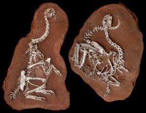 Khaan fossils - © AMNH/M. Ellison